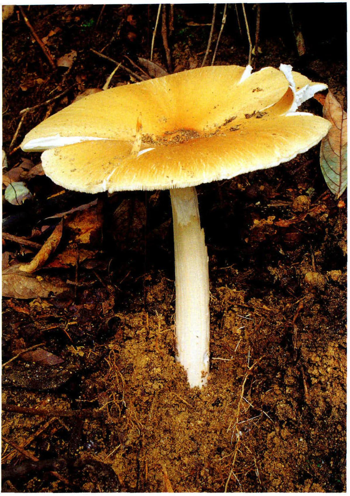 Termitomyces aurantiacus Heim.